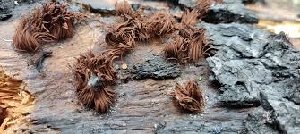 Attēlu rezultāti vaicājumam “Stemonitis axifera var. smithii spores”