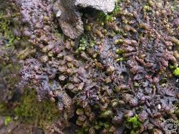 Attēlu rezultāti vaicājumam “Frullania dilatata”