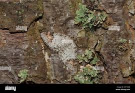 Attēlu rezultāti vaicājumam “Venusia blomeri”