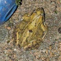 Attēlu rezultāti vaicājumam “Rana temporaria adult”