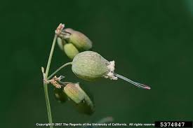 Attēlu rezultāti vaicājumam “Silene vulgaris bud”