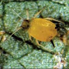 Attēlu rezultāti vaicājumam “Aphis confusa”