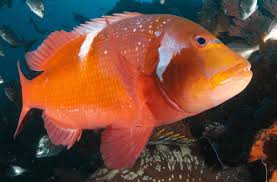 Image result for Chrysoblephus laticeps