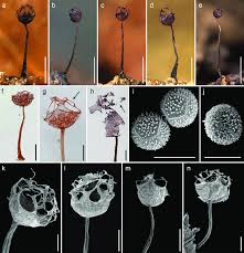 Attēlu rezultāti vaicājumam “Cribraria purpurea spores”