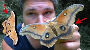 Attēlu rezultāti vaicājumam “Ptilodon capucina”