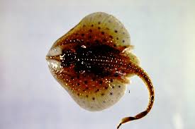 Image result for Leucoraja ocellata