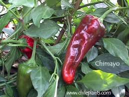 Afbeeldingsresultaat voor numex chimayo hot pepper