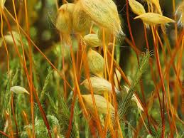 Attēlu rezultāti vaicājumam “Polytrichum commune var. perigoniale”