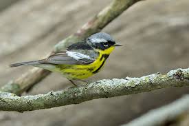 Image result for Dendroica magnolia