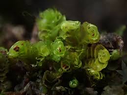 Attēlu rezultāti vaicājumam “Tritomaria exsecta macro”