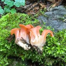 Attēlu rezultāti vaicājumam “Tremiscus helvelloides”