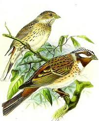 Image result for Emberiza leucocephalos