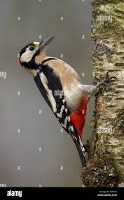 Attēlu rezultāti vaicājumam “Dendrocopos major male”