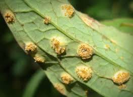 Attēlu rezultāti vaicājumam “Puccinia poarum”