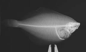 Image result for Myzopsetta ferruginea