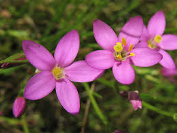 Attēlu rezultāti vaicājumam “Centaurium littorale flower”