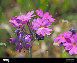 Attēlu rezultāti vaicājumam “Primula farinosa bud”