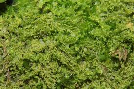 Attēlu rezultāti vaicājumam “Lophocolea minor”