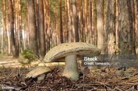 Attēlu rezultāti vaicājumam “Gyroporus cyanescens”