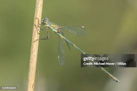 Attēlu rezultāti vaicājumam “Lestes virens female”