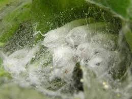 Attēlu rezultāti vaicājumam “Yponomeuta malinellus / cagnagella imago”