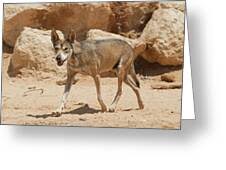 Image result for canis lupus arabs