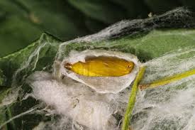 Attēlu rezultāti vaicājumam “Yponomeuta malinellus / cagnagella imago”