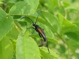 Attēlu rezultāti vaicājumam “Stenurella melanura”