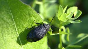 Attēlu rezultāti vaicājumam “Galeruca tanaceti”