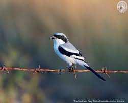 Attēlu rezultāti vaicājumam “Lanius excubitor adult”