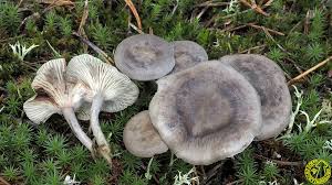 Attēlu rezultāti vaicājumam “Cantharellula umbonata”