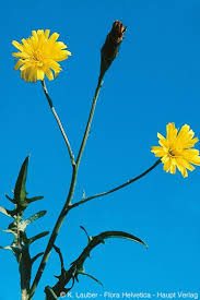 Attēlu rezultāti vaicājumam “Leontodon autumnalis”