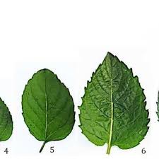 Attēlu rezultāti vaicājumam “Mentha x piperita leaf”