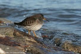 Attēlu rezultāti vaicājumam “Calidris maritima”