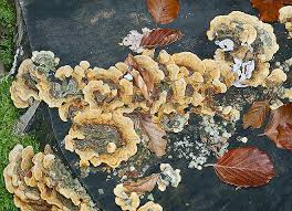 Attēlu rezultāti vaicājumam “Stereum hirsutum”