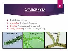 Attēlu rezultāti vaicājumam “Cyanophyta”