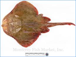 Image result for Leucoraja ocellata