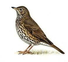 Attēlu rezultāti vaicājumam “Turdus philomelos”