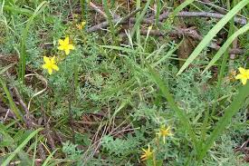 Attēlu rezultāti vaicājumam “Hypericum perforatum leaf”