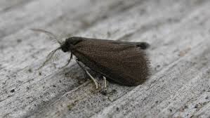 Attēlu rezultāti vaicājumam “Psyche casta”