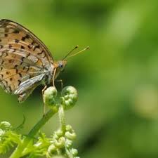 Attēlu rezultāti vaicājumam “Argynnis niobe underside”