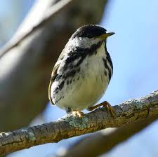 Image result for Dendroica striata