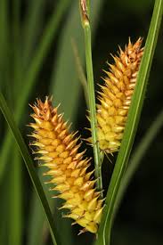 Attēlu rezultāti vaicājumam “Carex vesicaria”