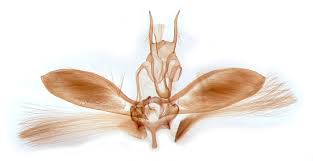 Attēlu rezultāti vaicājumam “Ypsolopha parenthesella”