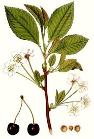 Attēlu rezultāti vaicājumam “Padus avium”