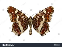 Attēlu rezultāti vaicājumam “Araschnia levana underside”