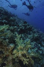 Image result for Three Seas Diving