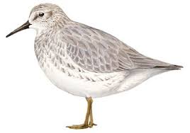 Attēlu rezultāti vaicājumam “Calidris canutus”