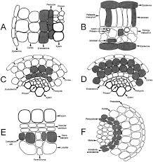 Attēlu rezultāti vaicājumam “Cinclidotus danubicus cells”