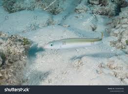 Image result for Malacanthus plumieri